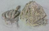 Rare Uperocrinus Crinoid with Pachylocrinus - Crawfordsville, Indiana #66059-2